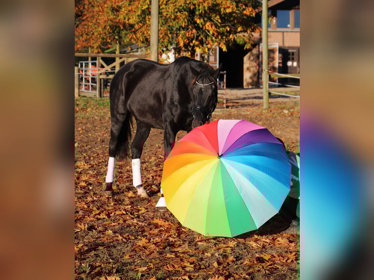 Irish Sport Horse Mix Gelding 7 years 15,2 hh Black in Wielen