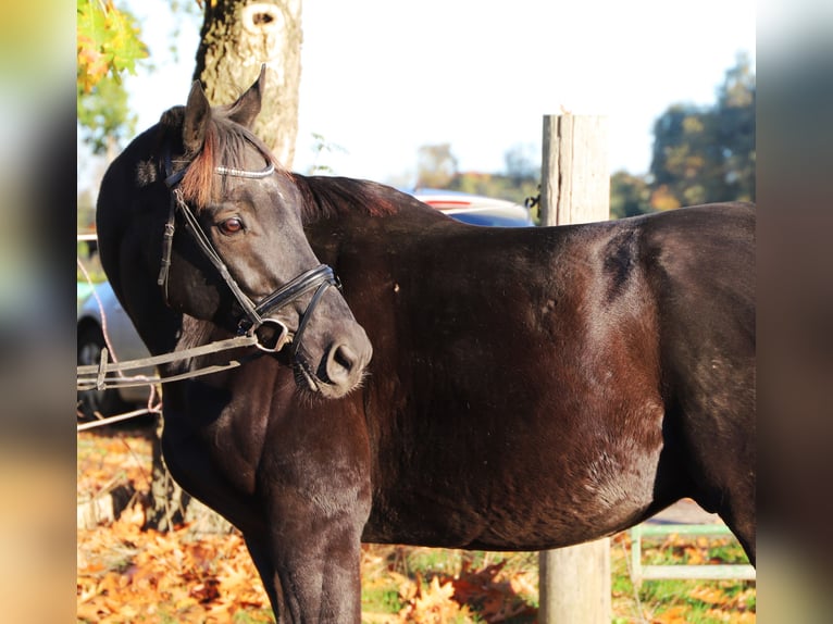 Irish Sport Horse Mix Gelding 7 years 15,2 hh Black in Wielen