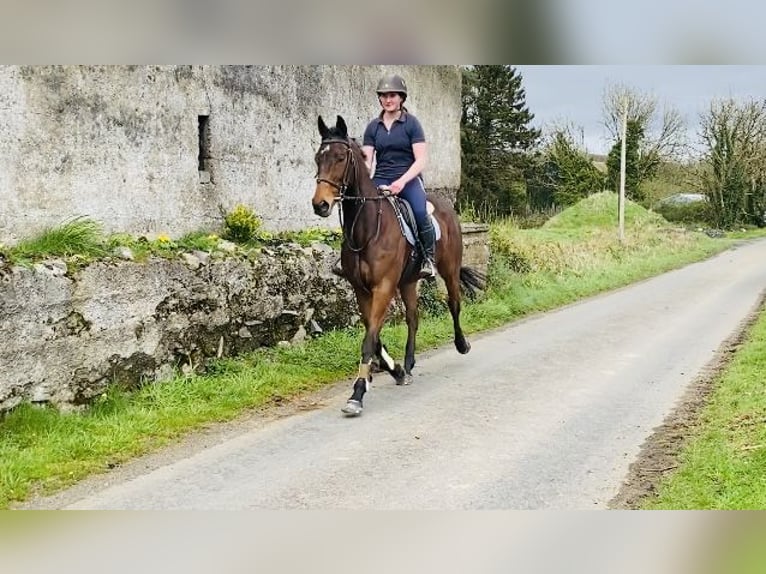 Irish Sport Horse Gelding 7 years 15,2 hh Brown in Sligo