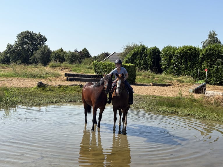 Irish Sport Horse Gelding 7 years 15.2 hh Chestnut in Kildare