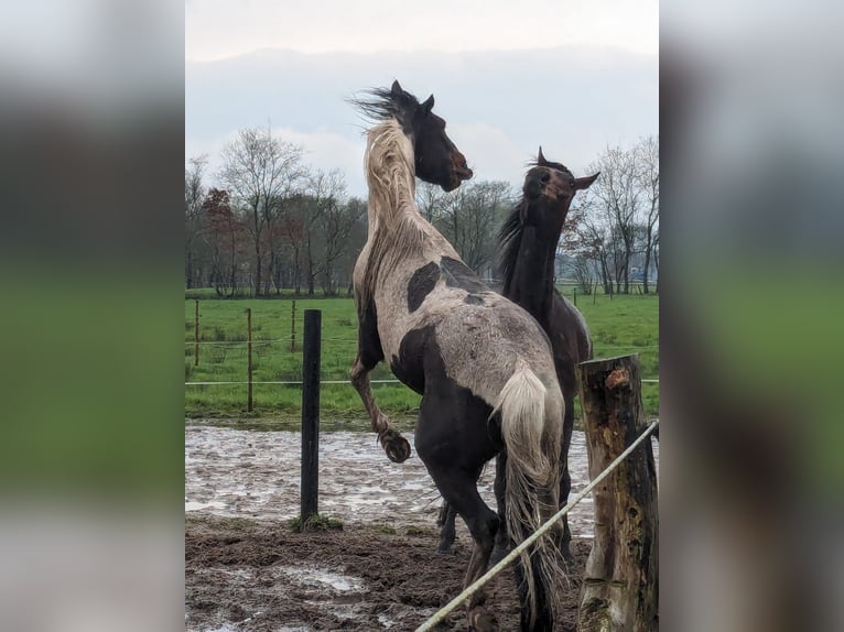 Irish Sport Horse Mix Gelding 7 years 15,2 hh Pinto in Rhauderfehn