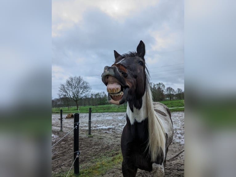 Irish Sport Horse Mix Gelding 7 years 15,2 hh Pinto in Rhauderfehn