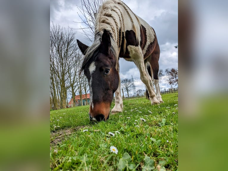 Irish Sport Horse Mix Gelding 7 years 15,2 hh Pinto in Rhauderfehn