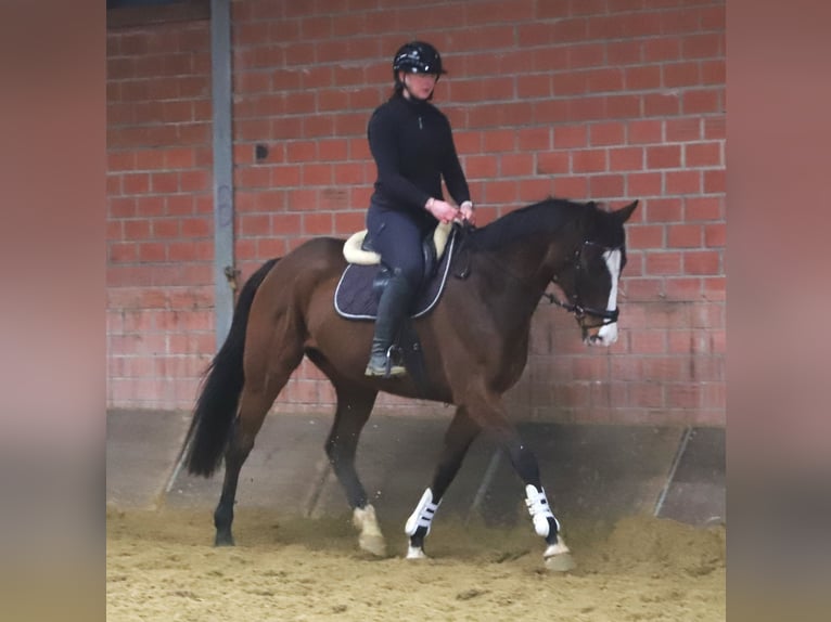 Irish Sport Horse Mix Gelding 7 years 15.3 hh Bay-Dark in uelsen