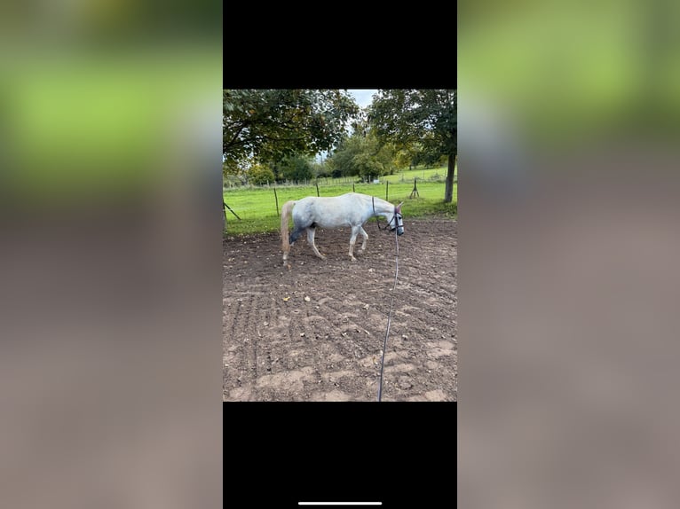 Irish Sport Horse Gelding 7 years 15,1 hh Grey in Ingelheim am Rhein