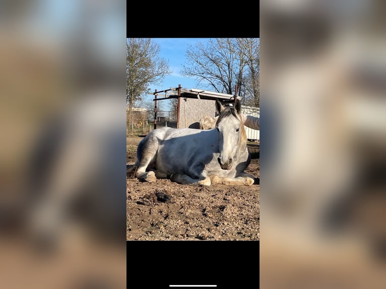 Irish Sport Horse Gelding 7 years 15,1 hh Grey in Ingelheim am Rhein