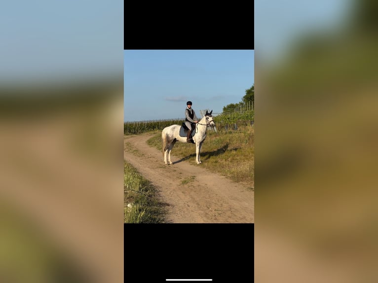 Irish Sport Horse Gelding 7 years 15,1 hh Grey in Ingelheim am Rhein