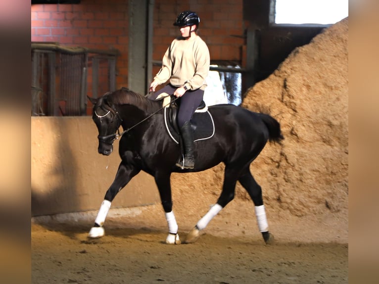Irish Sport Horse Mix Gelding 7 years 15,2 hh Black in Wielen