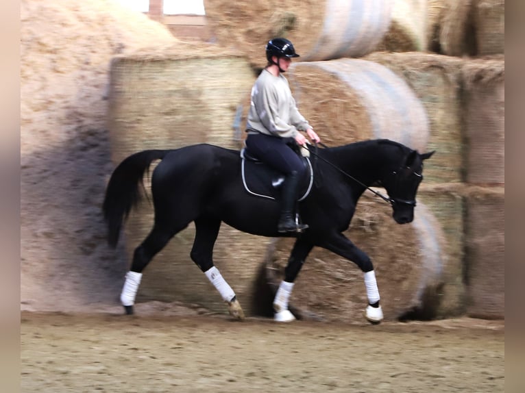 Irish Sport Horse Mix Gelding 7 years 15,2 hh Black in Wielen