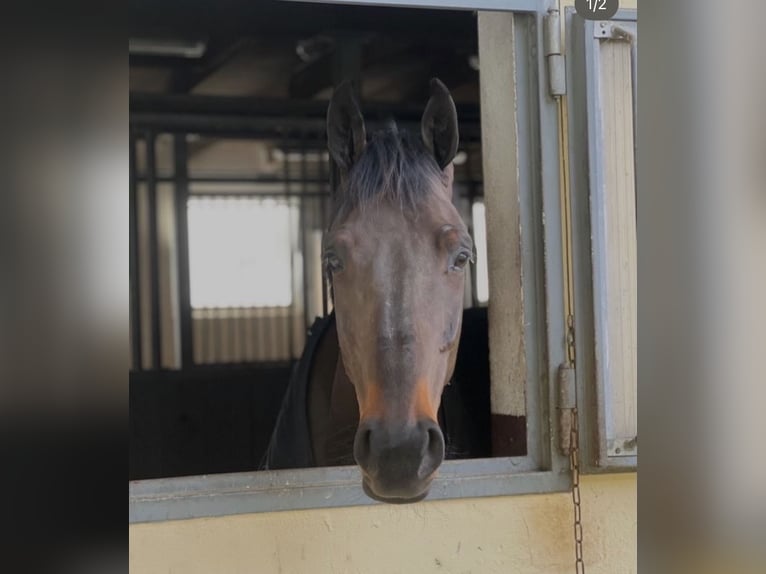 Irish Sport Horse Gelding 7 years 16.1 hh Bay-Dark in Kerzers
