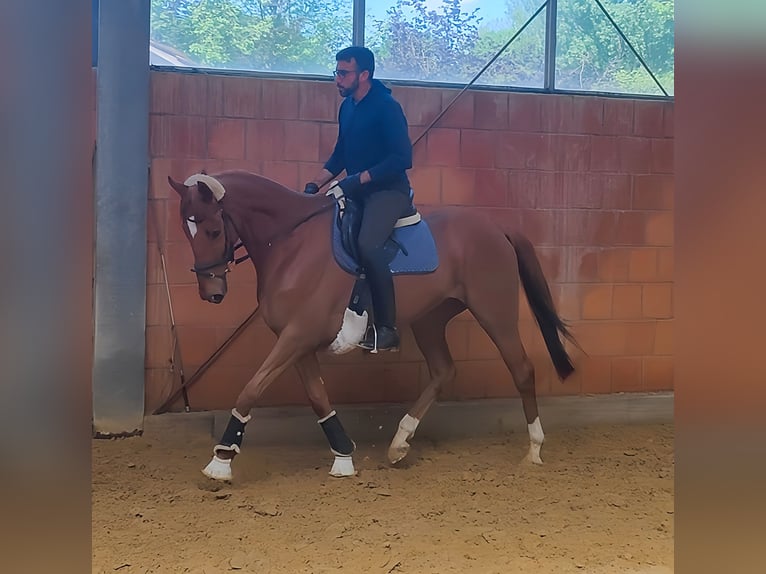 Irish Sport Horse Gelding 7 years 16,1 hh Chestnut-Red in Lage