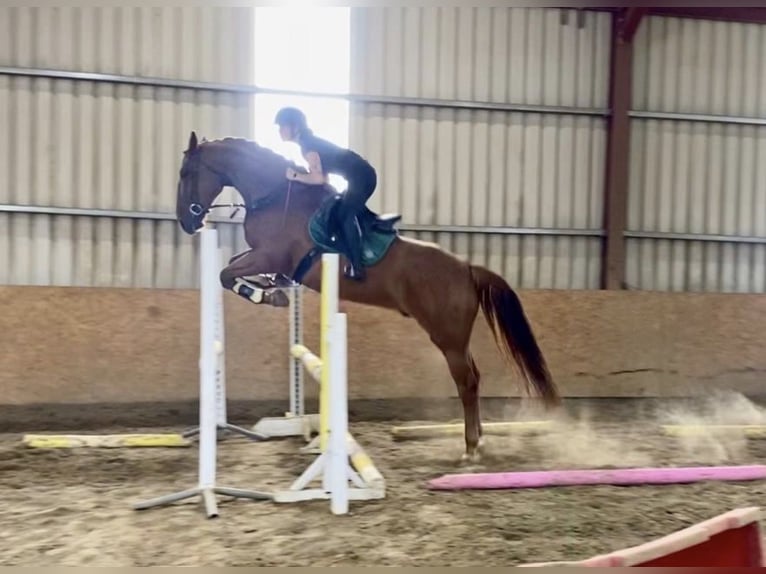 Irish Sport Horse Gelding 7 years 16.1 hh Chestnut-Red in Trebbin