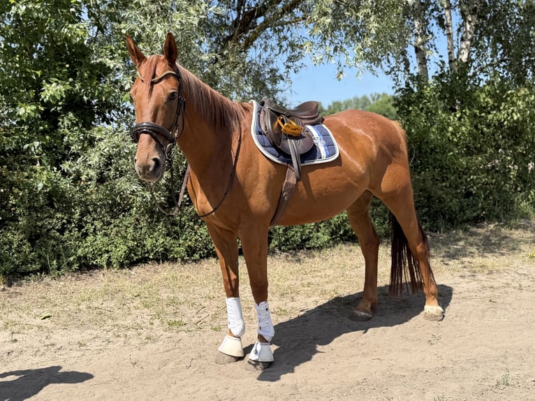 Irish Sport Horse Gelding 7 years 16.1 hh Chestnut-Red in Trebbin