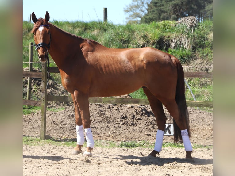 Irish Sport Horse Mix Gelding 7 years 16.1 hh Chestnut-Red in Uelsen