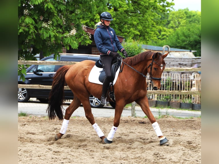Irish Sport Horse Mix Gelding 7 years 16.1 hh Chestnut-Red in Uelsen