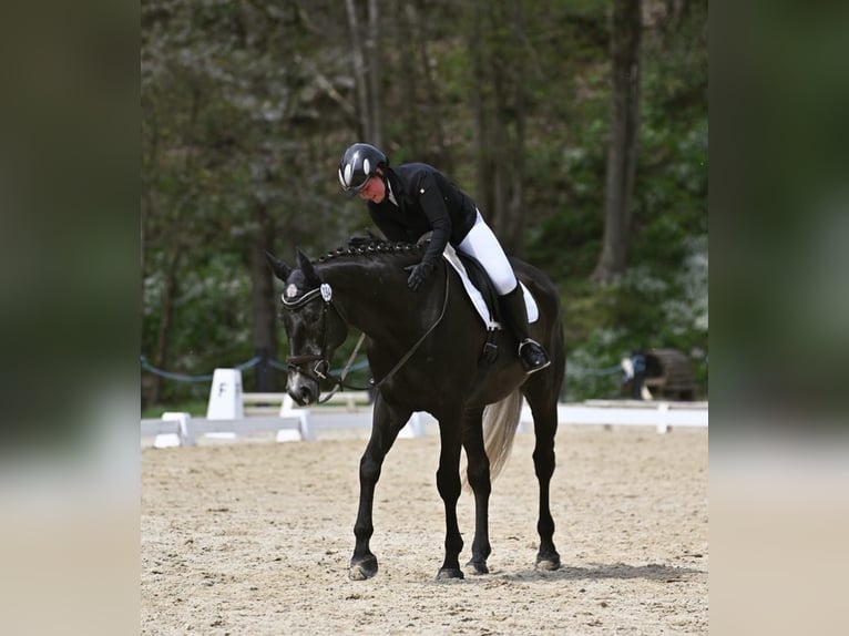 Irish Sport Horse Gelding 7 years 16,1 hh Gray in Parthenstein