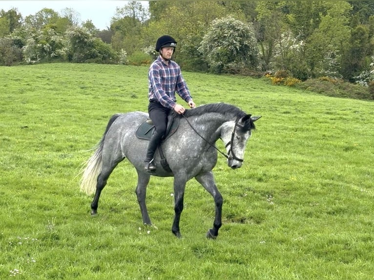 Irish Sport Horse Gelding 7 years 16.1 hh Grey-Dapple in Westmeath