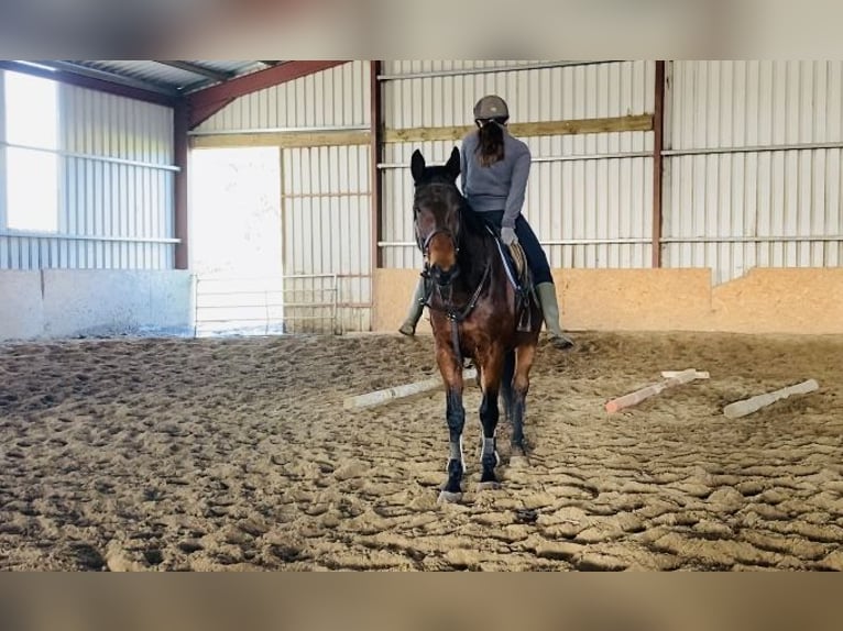 Irish Sport Horse Gelding 7 years 16,2 hh Brown in Sligo