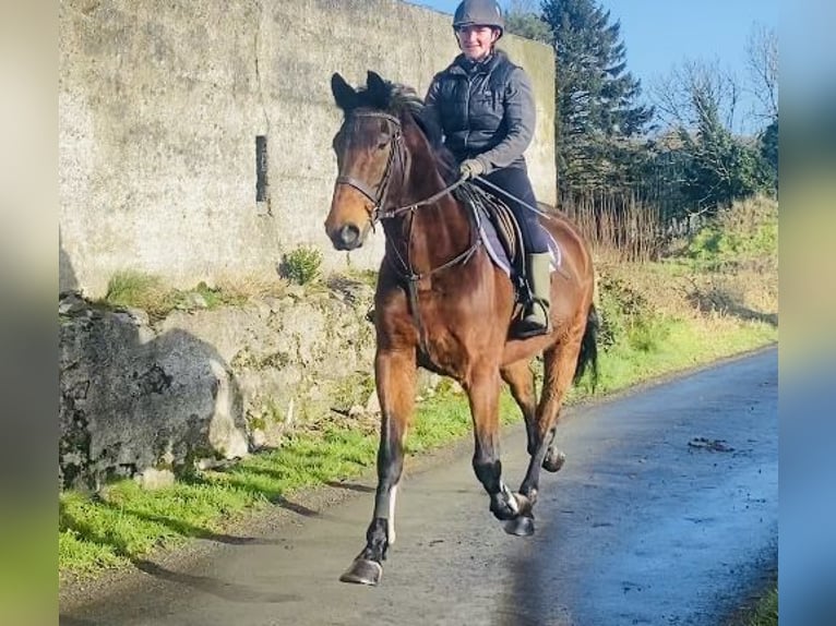 Irish Sport Horse Gelding 7 years 16,2 hh Brown in Sligo