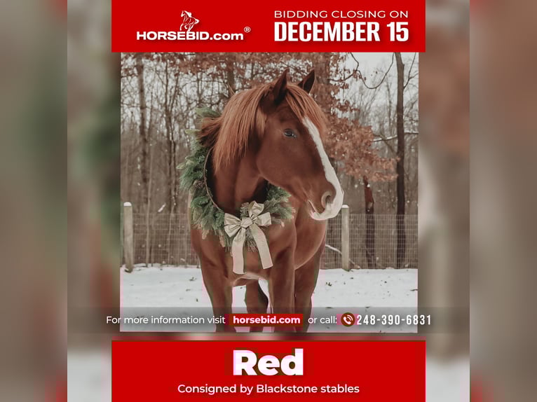 Irish Sport Horse Gelding 7 years 16.2 hh Chestnut in Howell