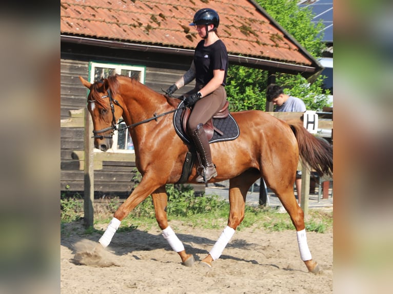 Irish Sport Horse Mix Gelding 7 years 16.2 hh Chestnut-Red in Uelsen