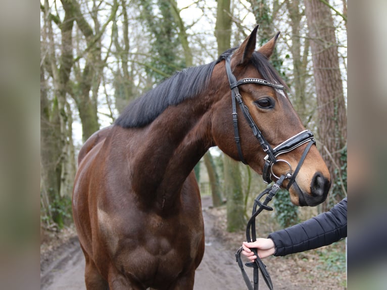 Irish Sport Horse Gelding 7 years 16 hh Bay-Dark in Nettetal