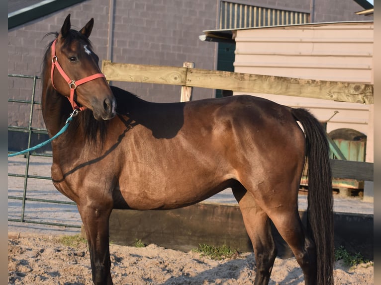 Irish Sport Horse Gelding 7 years 16 hh Bay-Dark in Achtmaal