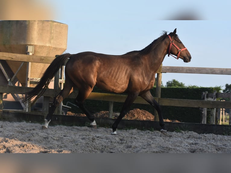 Irish Sport Horse Gelding 7 years 16 hh Bay-Dark in Achtmaal