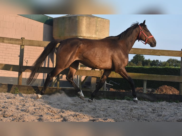 Irish Sport Horse Gelding 7 years 16 hh Bay-Dark in Achtmaal
