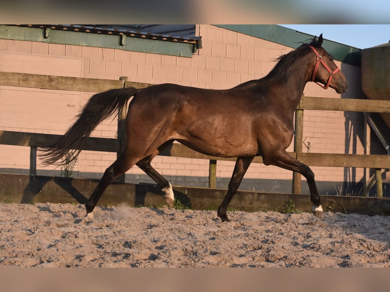 Irish Sport Horse Gelding 7 years 16 hh Bay-Dark in Achtmaal