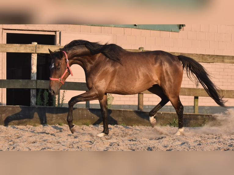 Irish Sport Horse Gelding 7 years 16 hh Bay-Dark in Achtmaal