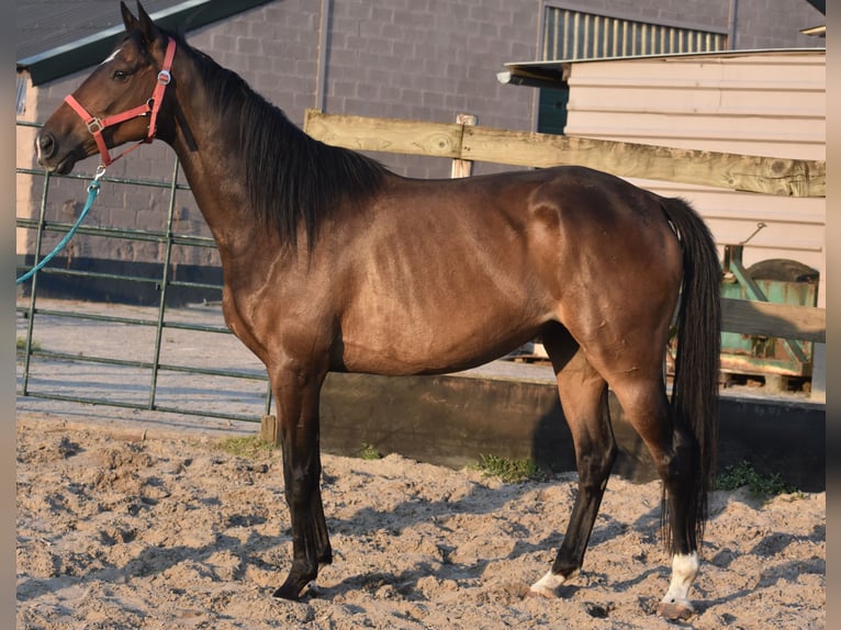 Irish Sport Horse Gelding 7 years 16 hh Bay-Dark in Achtmaal