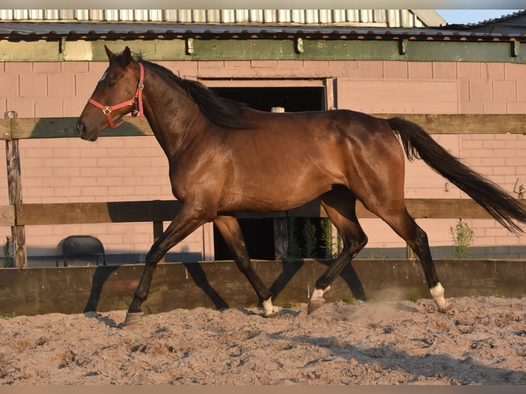 Irish Sport Horse Gelding 7 years 16 hh Bay-Dark in Achtmaal