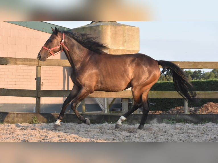 Irish Sport Horse Gelding 7 years 16 hh Bay-Dark in Achtmaal