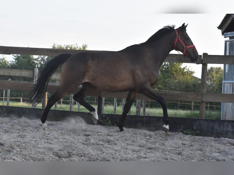 Irish Sport Horse Gelding 7 years 16 hh Bay-Dark in Achtmaal