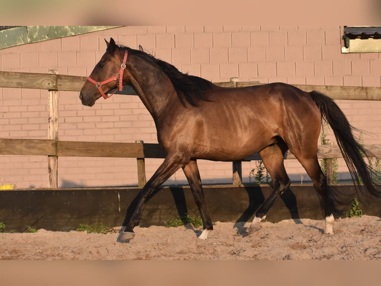 Irish Sport Horse Gelding 7 years 16 hh Bay-Dark in Achtmaal