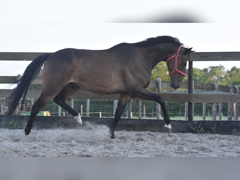 Irish Sport Horse Gelding 7 years 16 hh Bay-Dark in Achtmaal