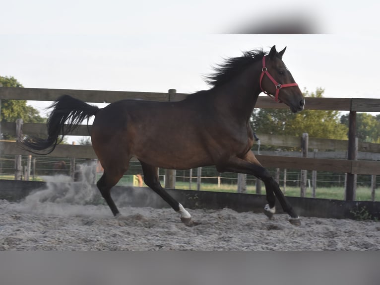 Irish Sport Horse Gelding 7 years 16 hh Bay-Dark in Achtmaal