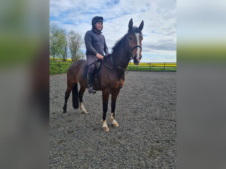 Irish Sport Horse Gelding 7 years 16 hh Bay in Belfast