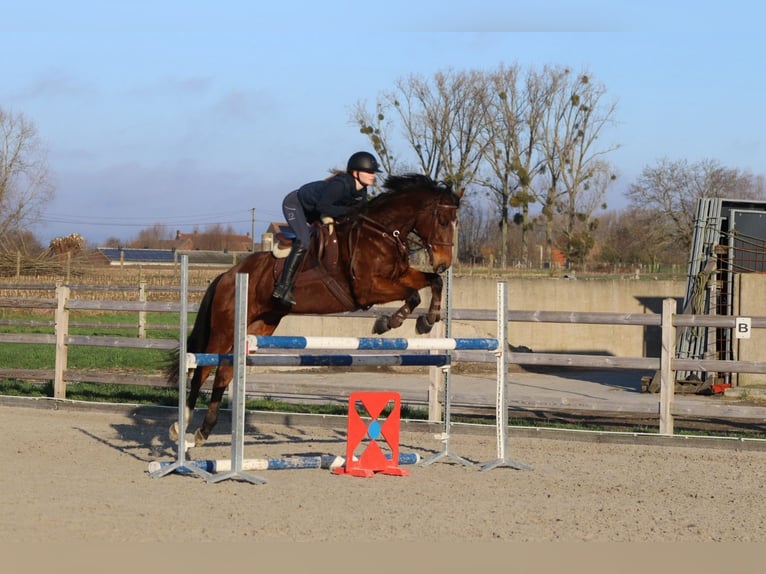 Irish Sport Horse Gelding 7 years 16 hh Brown in Bogaarden