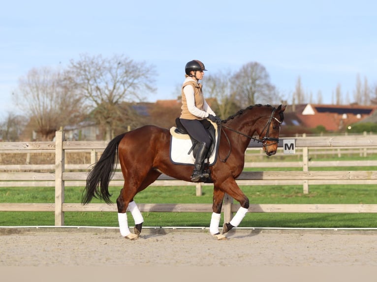 Irish Sport Horse Gelding 7 years 16 hh Brown in Bogaarden