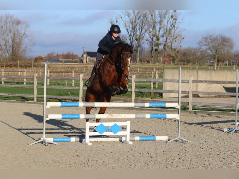 Irish Sport Horse Gelding 7 years 16 hh Brown in Bogaarden