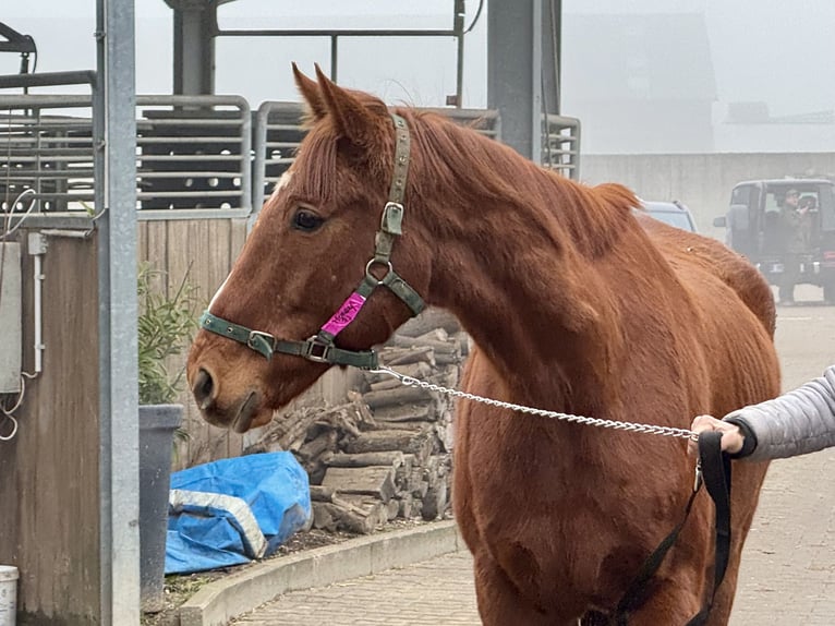 Irish Sport Horse Gelding 7 years 16 hh Chestnut-Red in Grevenbroich