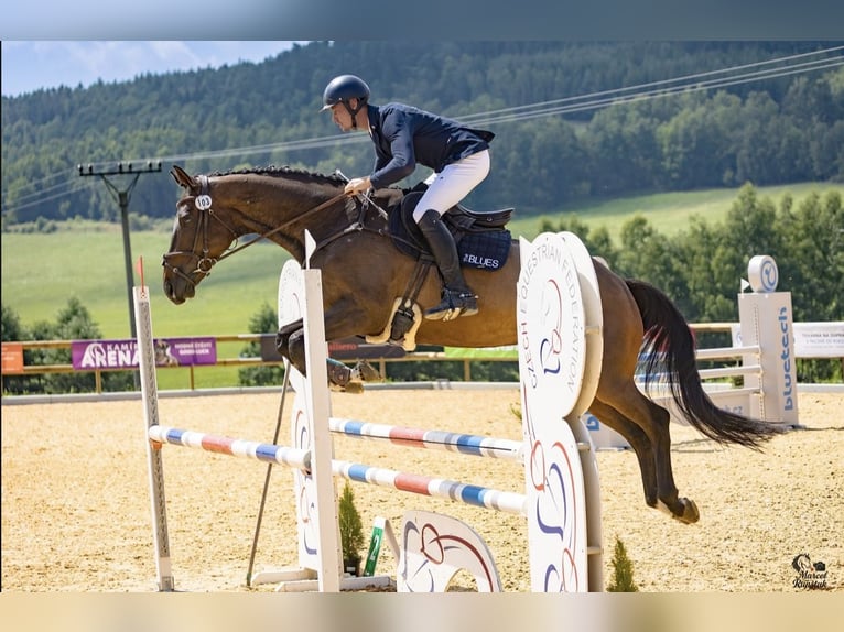 Irish Sport Horse Gelding 7 years 16,1 hh Bay-Dark in Stadl-Paura