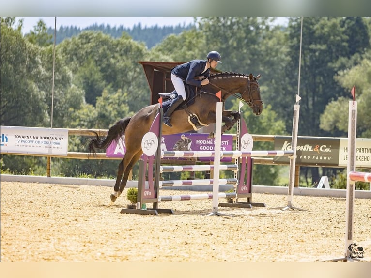 Irish Sport Horse Gelding 7 years 16,1 hh Bay-Dark in Stadl-Paura