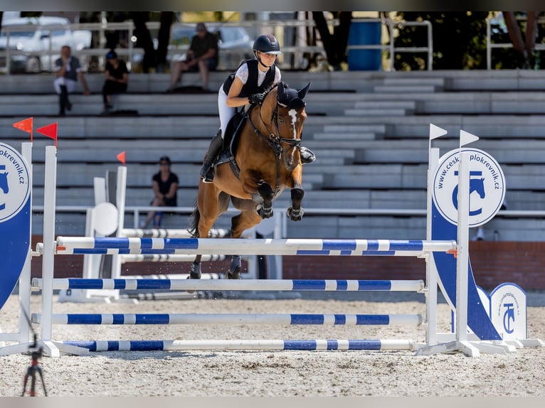 Irish Sport Horse Gelding 7 years 16,1 hh Bay in Czech Republic