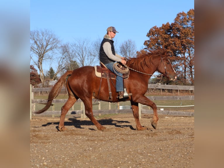 Irish Sport Horse Gelding 7 years 16,2 hh Chestnut in Howell