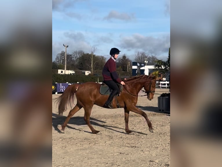 Irish Sport Horse Gelding 7 years 16,2 hh Chestnut in Westmeath