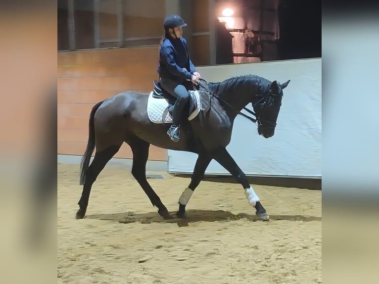 Irish Sport Horse Gelding 7 years 17 hh Black in Lage