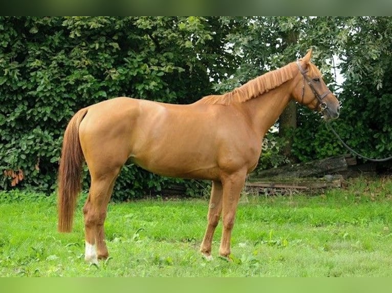 Irish Sport Horse Gelding 7 years 17 hh Chestnut-Red in Groesbeek